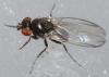 Drosophila subobscura